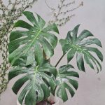 Monstera giant