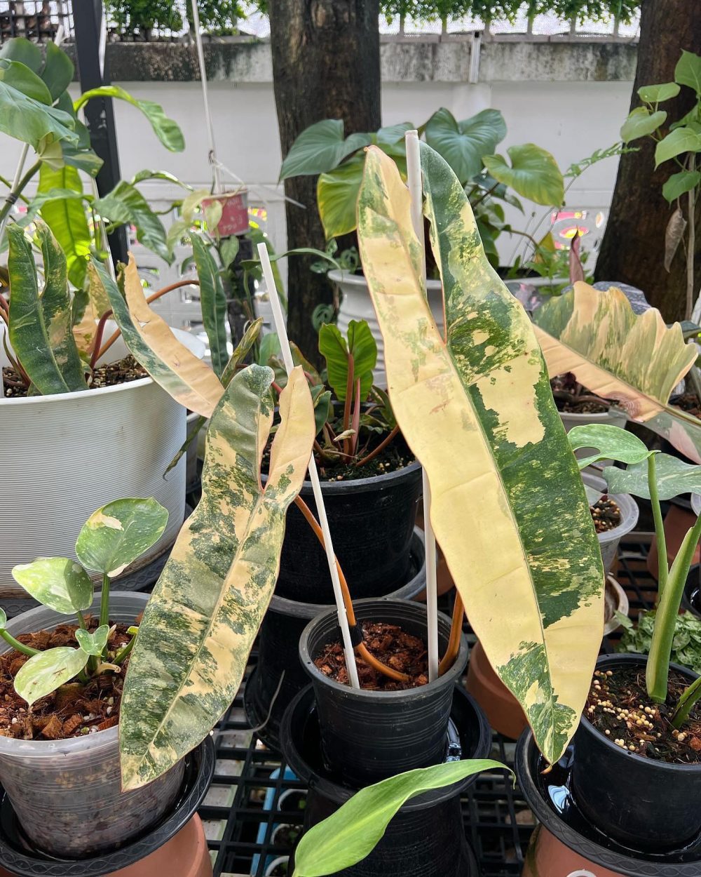 Philodendron Billietiae variegated