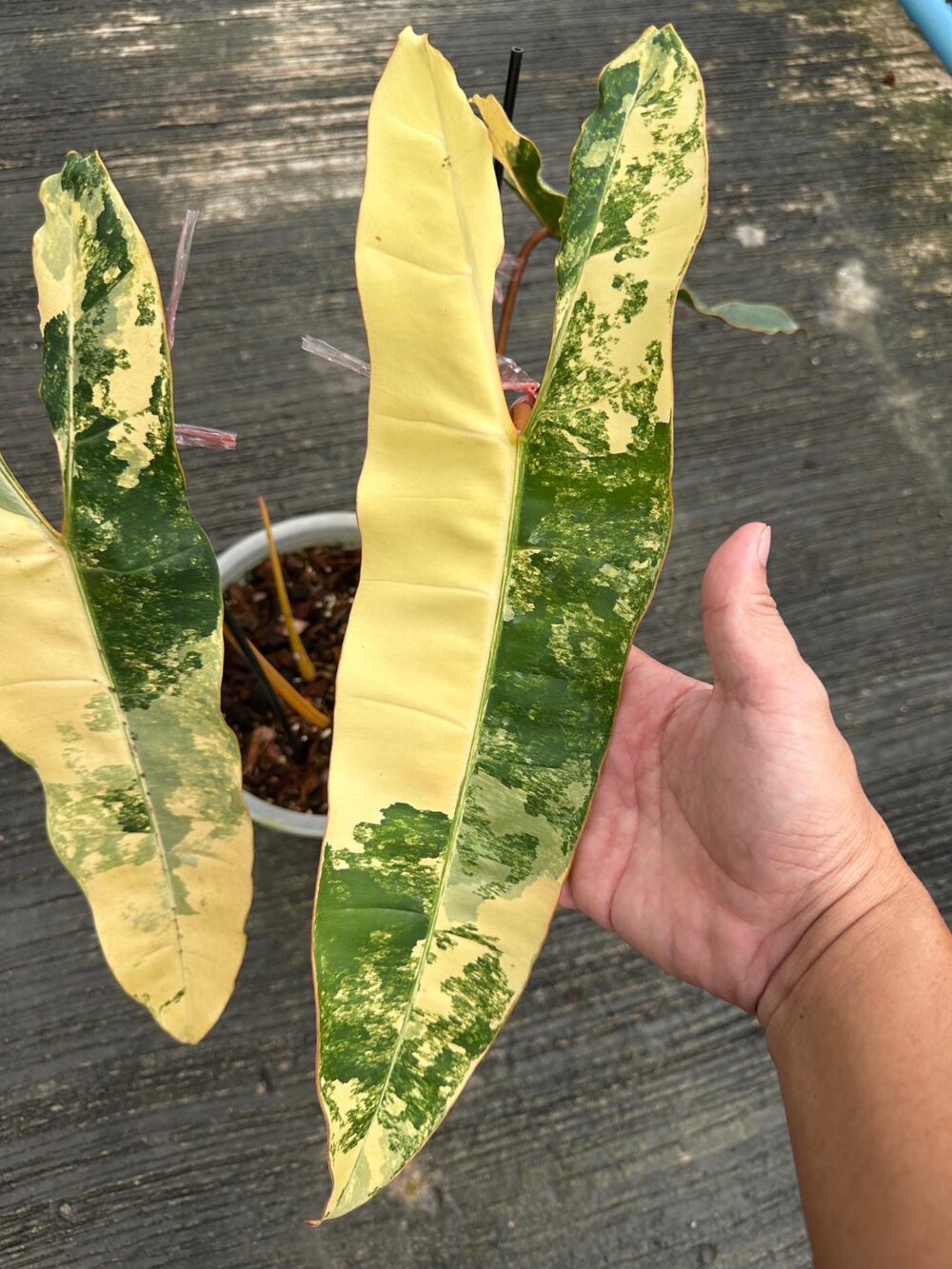 Philodendron Billietiae Variegated