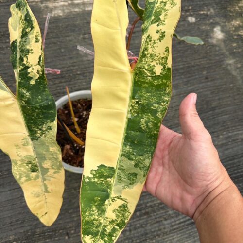 Philodendron Billietiae Variegated