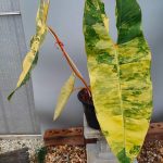 Philodendron Billietiae variegated for sale