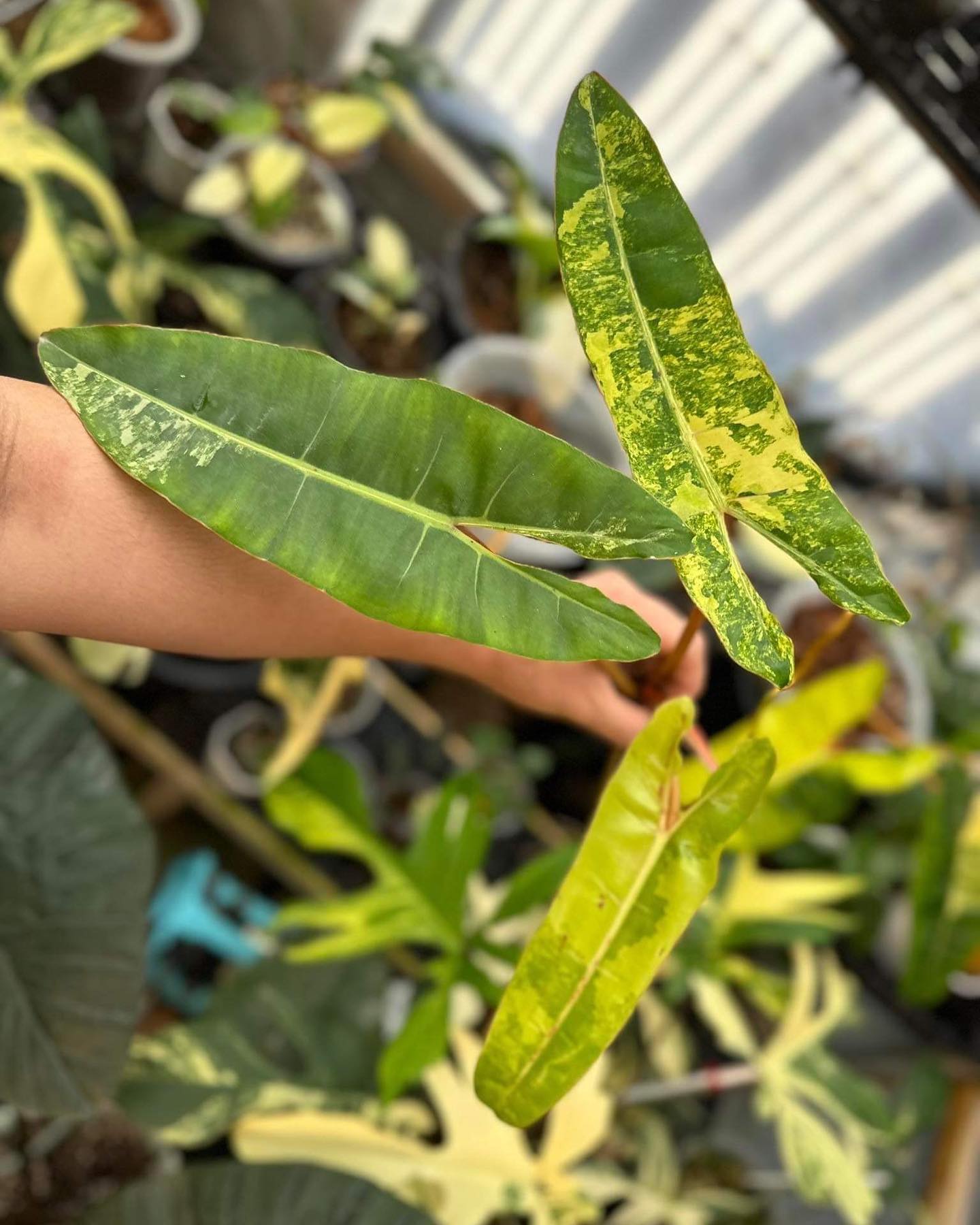 Philodendron Billietiae Variegated