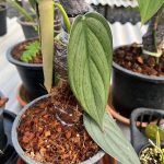 Philodendron Burle Marx fantasy