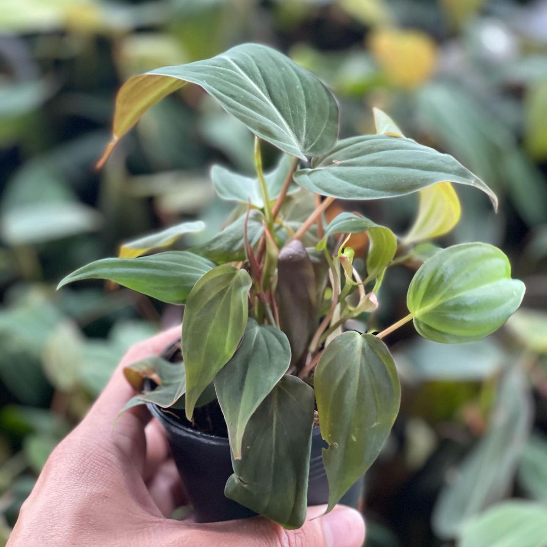 Philodendron Mican