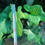 Philodendron Panduriforme
