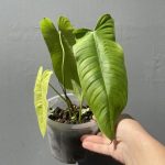 Philodendron Sharoniae