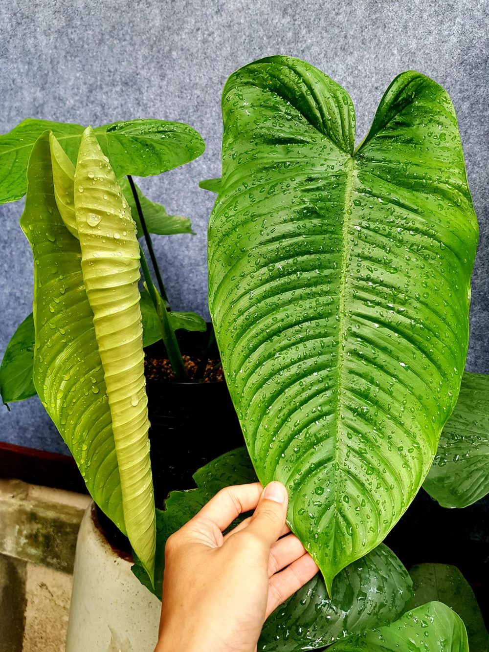 Philodendron Tenue