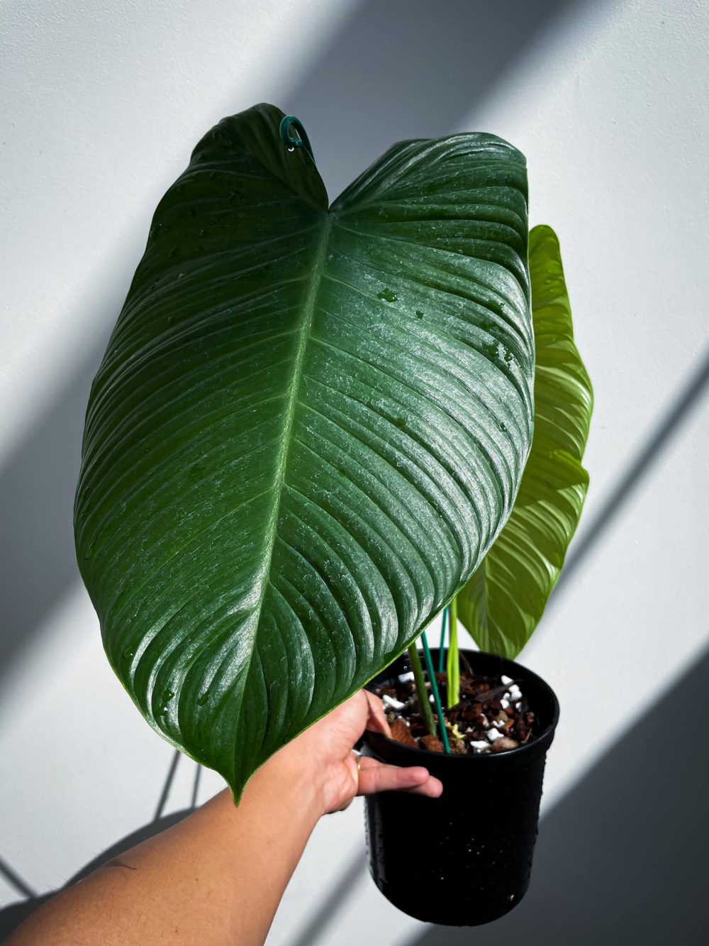 Philodendron Tenue