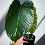Philodendron Tenue