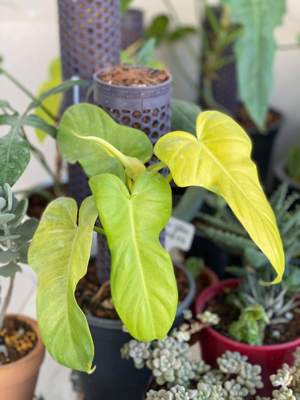 Philodendron bipennifolium