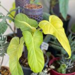 Philodendron bipennifolium