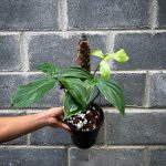 Philodendron camposportoanum