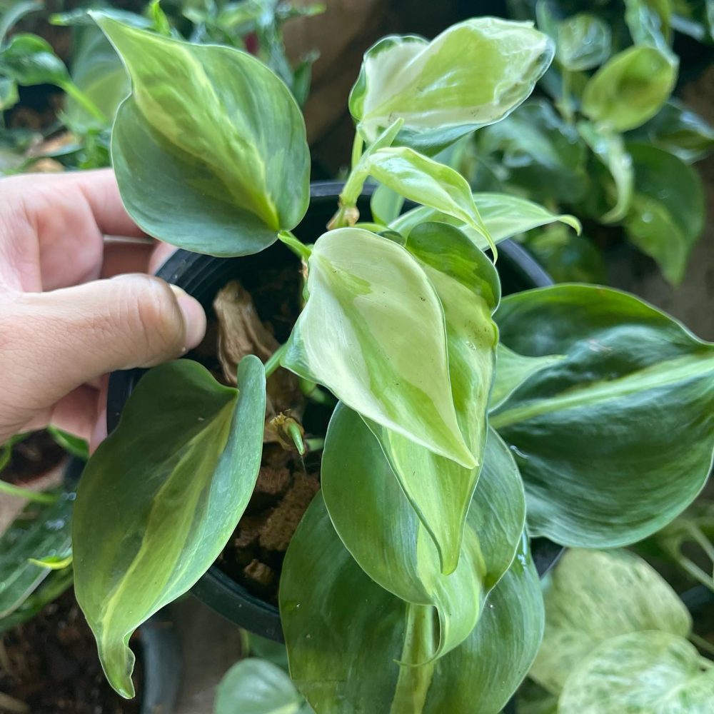 Philodendron cream splash