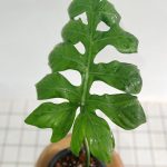 Philodendron distantilobum for sale