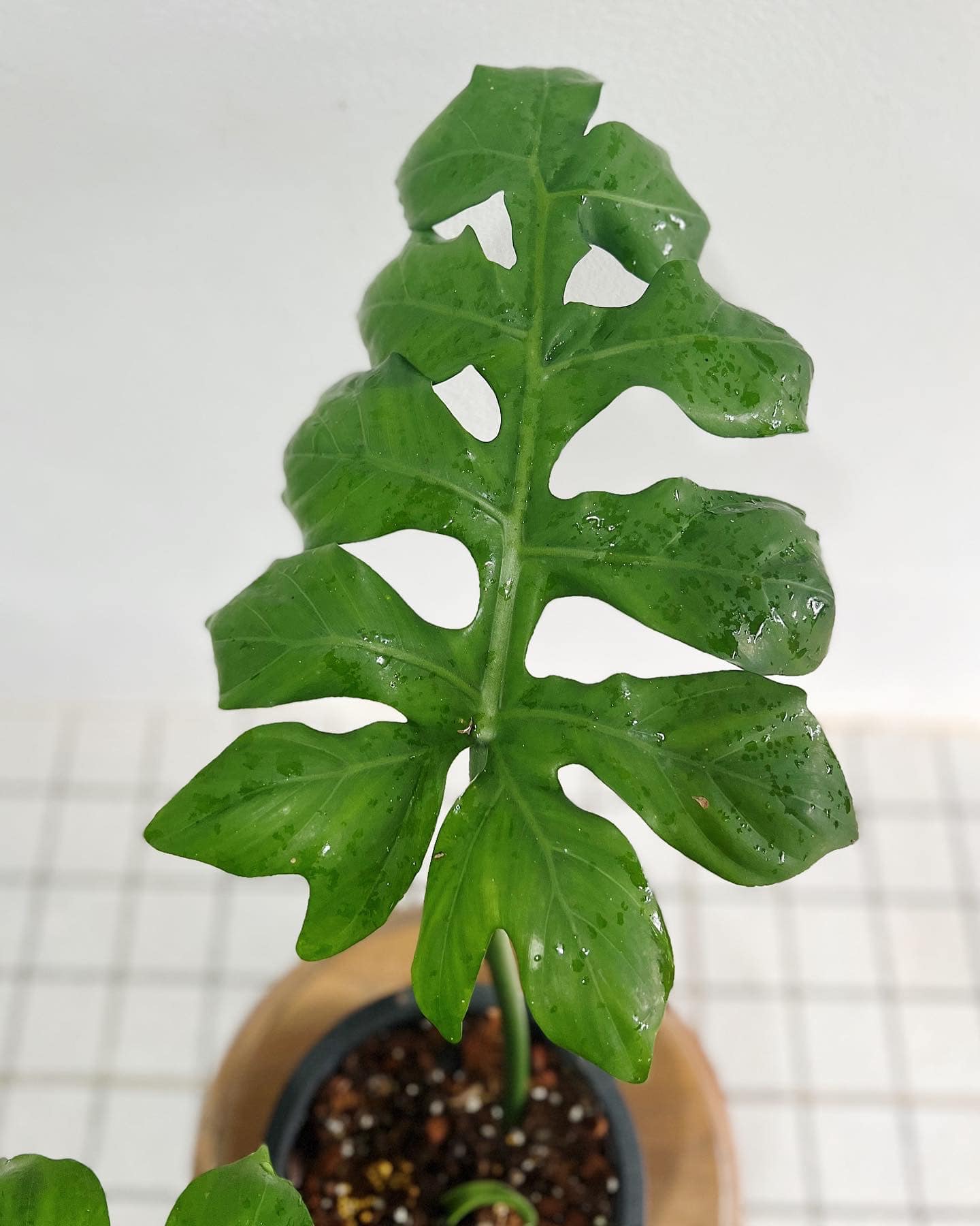 Philodendron distantilobum for sale