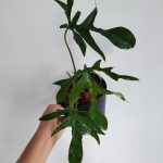 Philodendron florida narrow form