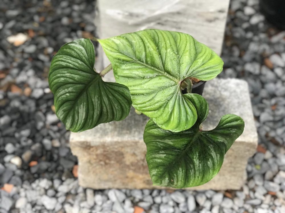 Philodendron plowmanii black face