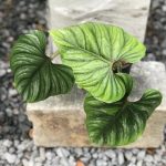 Philodendron plowmanii black face