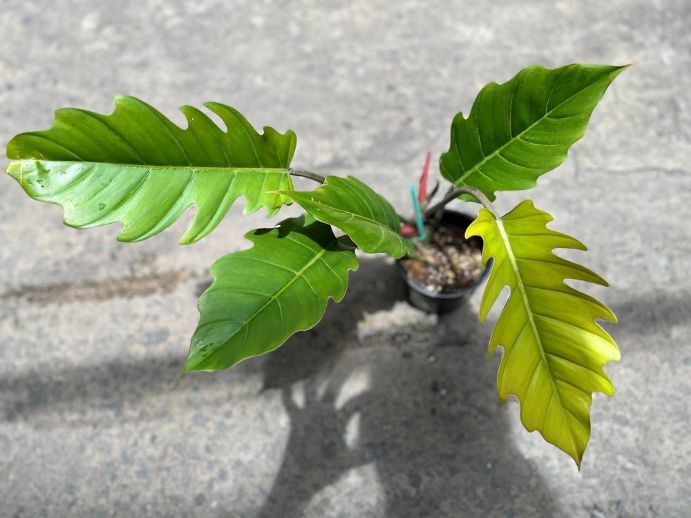 Philodendron pluto