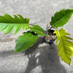 Philodendron pluto