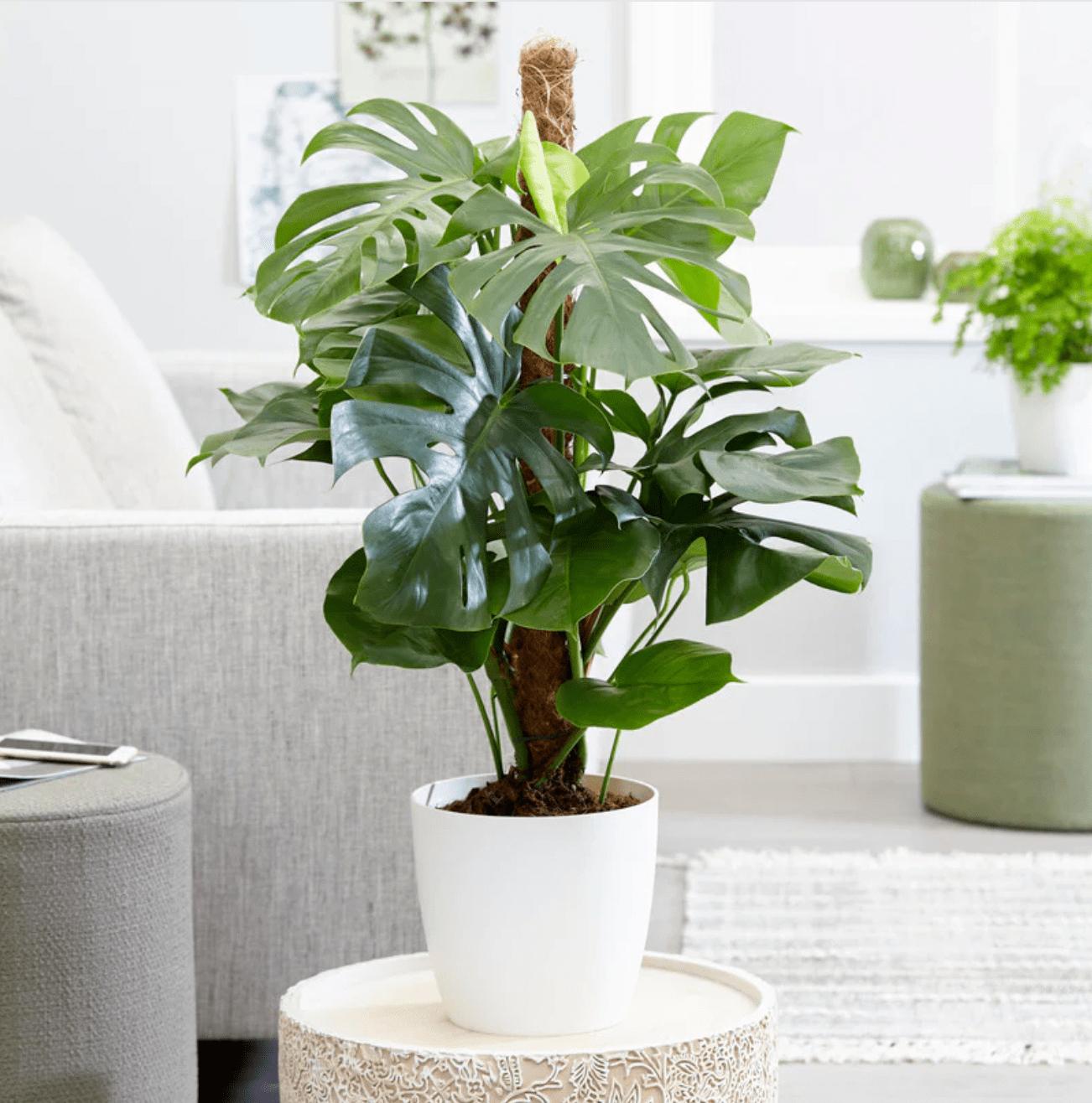 Supported potted Monstera deliciosa type plant showing juvenile and mature leaf forms