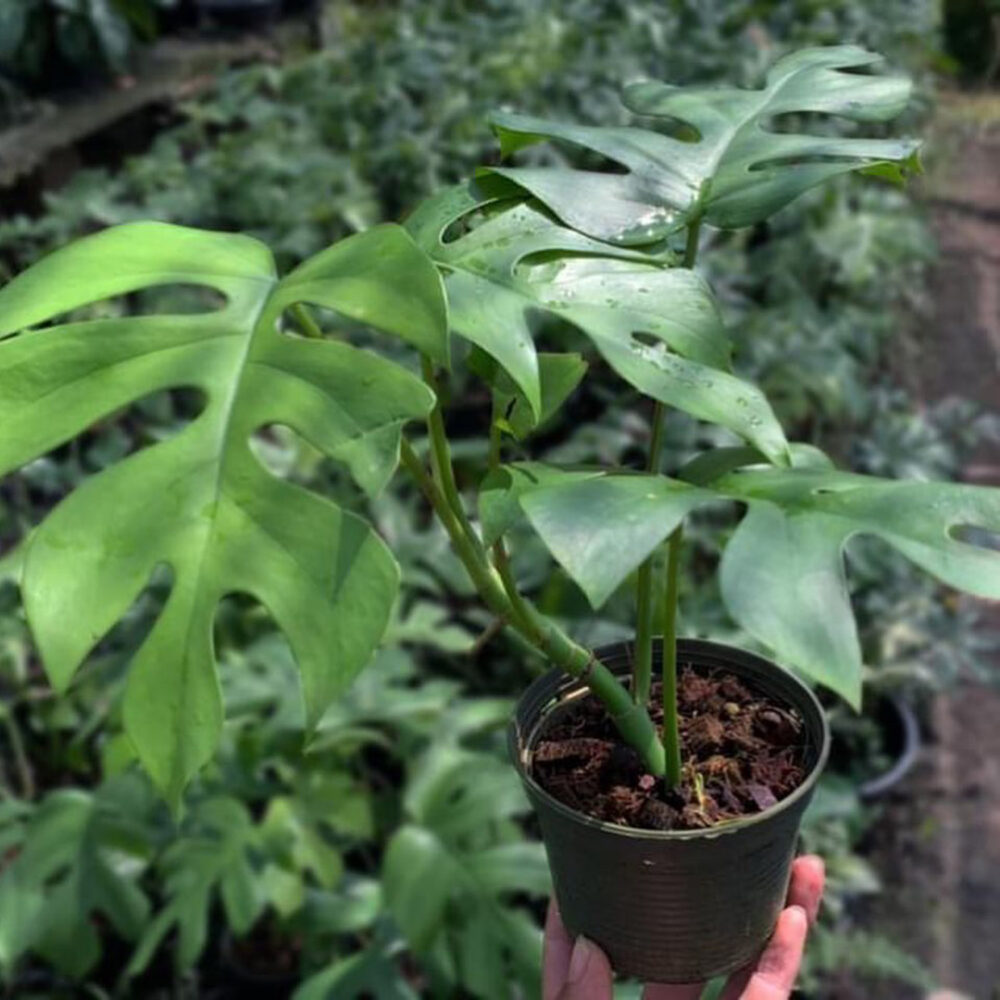 Rhaphidophora Tetrasperma - Ginny Mini Monstera