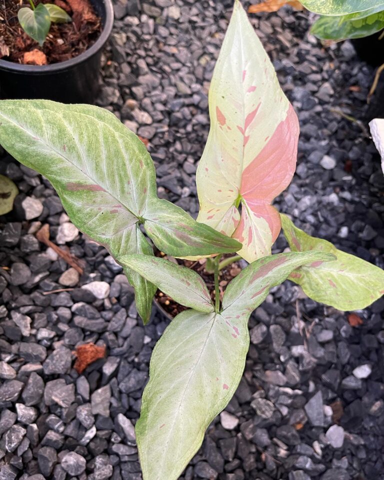 5 Secrets to Growing Lush Syngonium Pink Salmon Indoors!