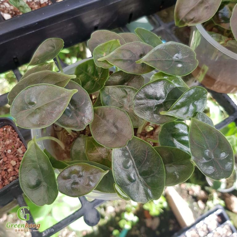 StepbyStep Guide to Acclimating Tissue Culture Plants BOTGarden