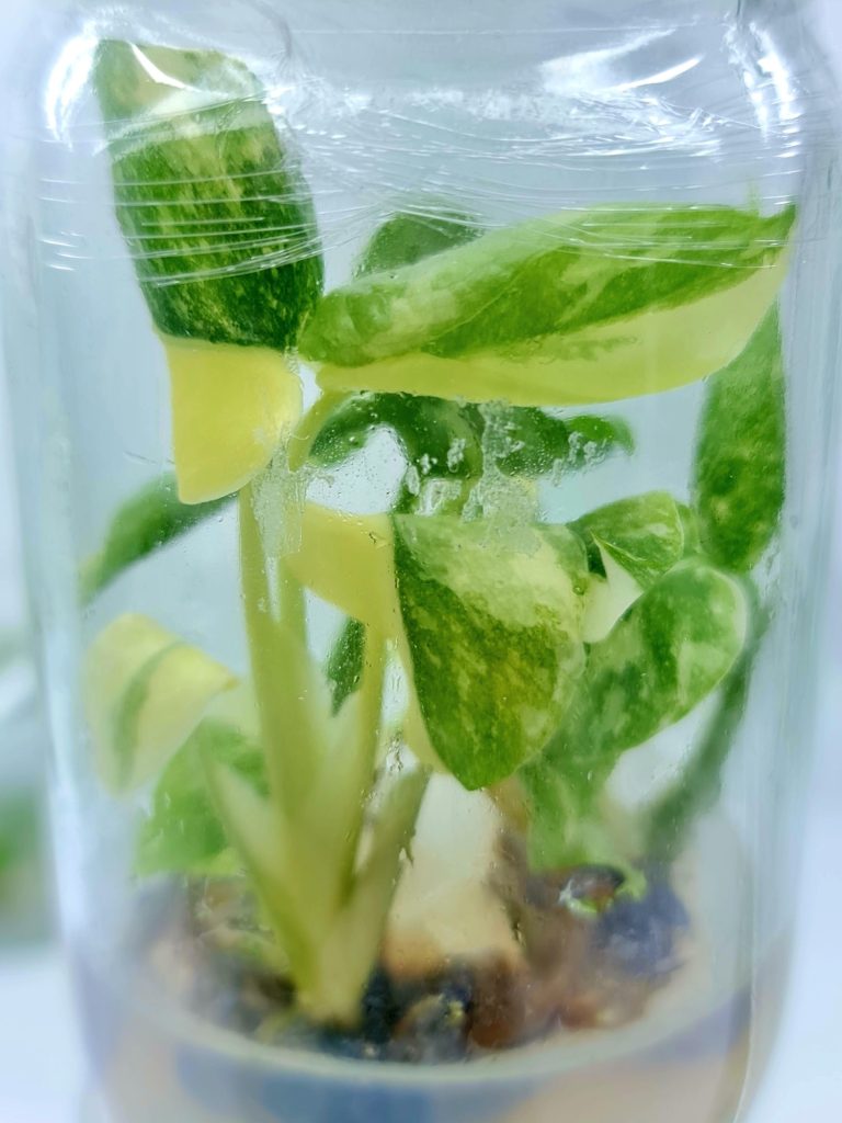 Tissue-Culture-Monstera-Thai-Constellation