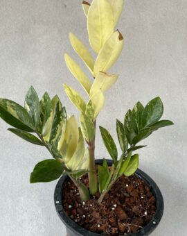 Zamioculcas zamiifolia - ZZ plant