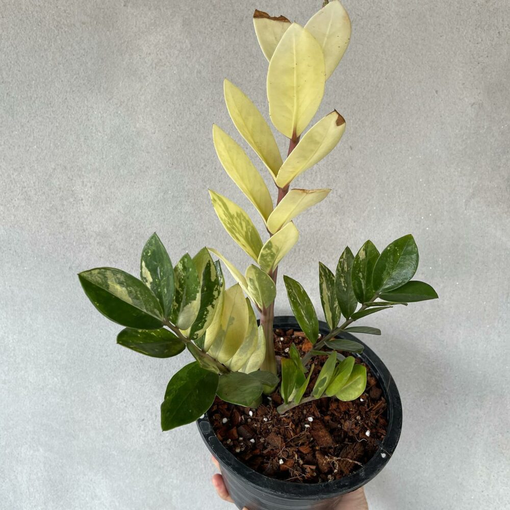 Zamioculcas zamiifolia Variegated