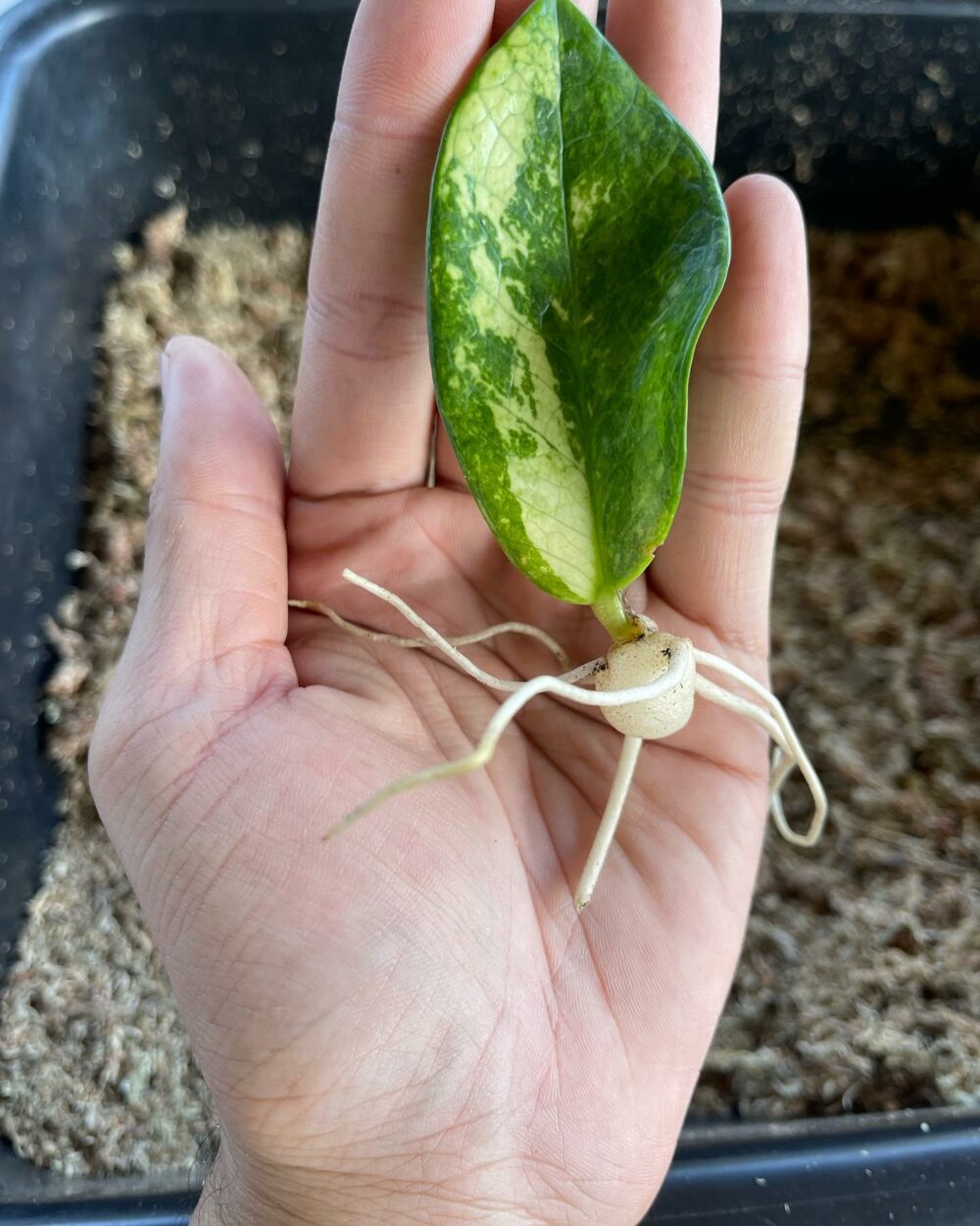 Zamioculcas zamiifolia Variegated