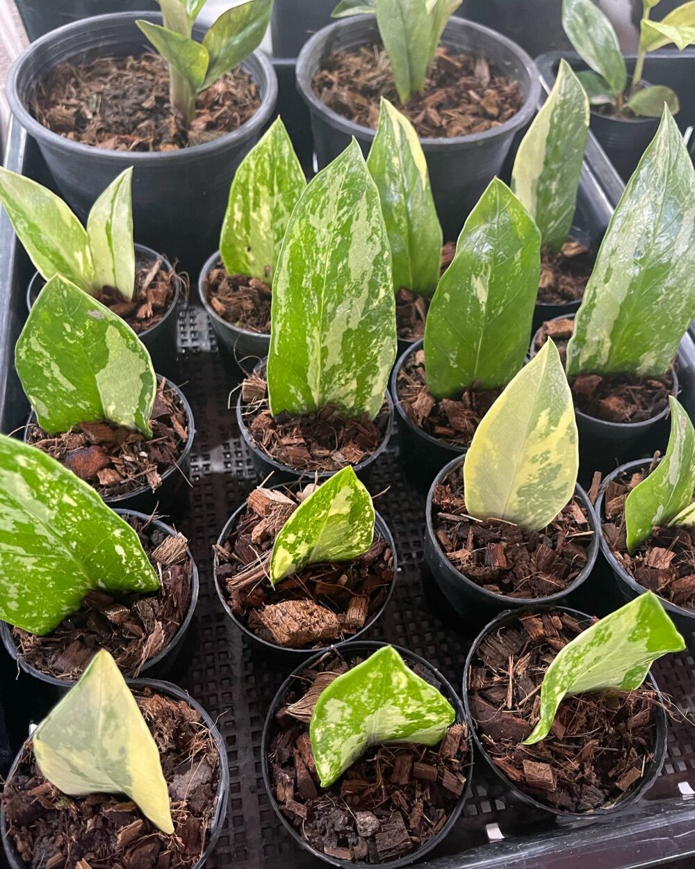 Zamioculcas zamiifolia Variegated