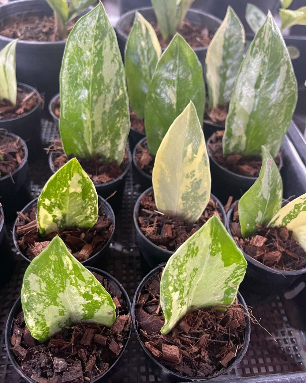 Zamioculcas zamiifolia Variegated