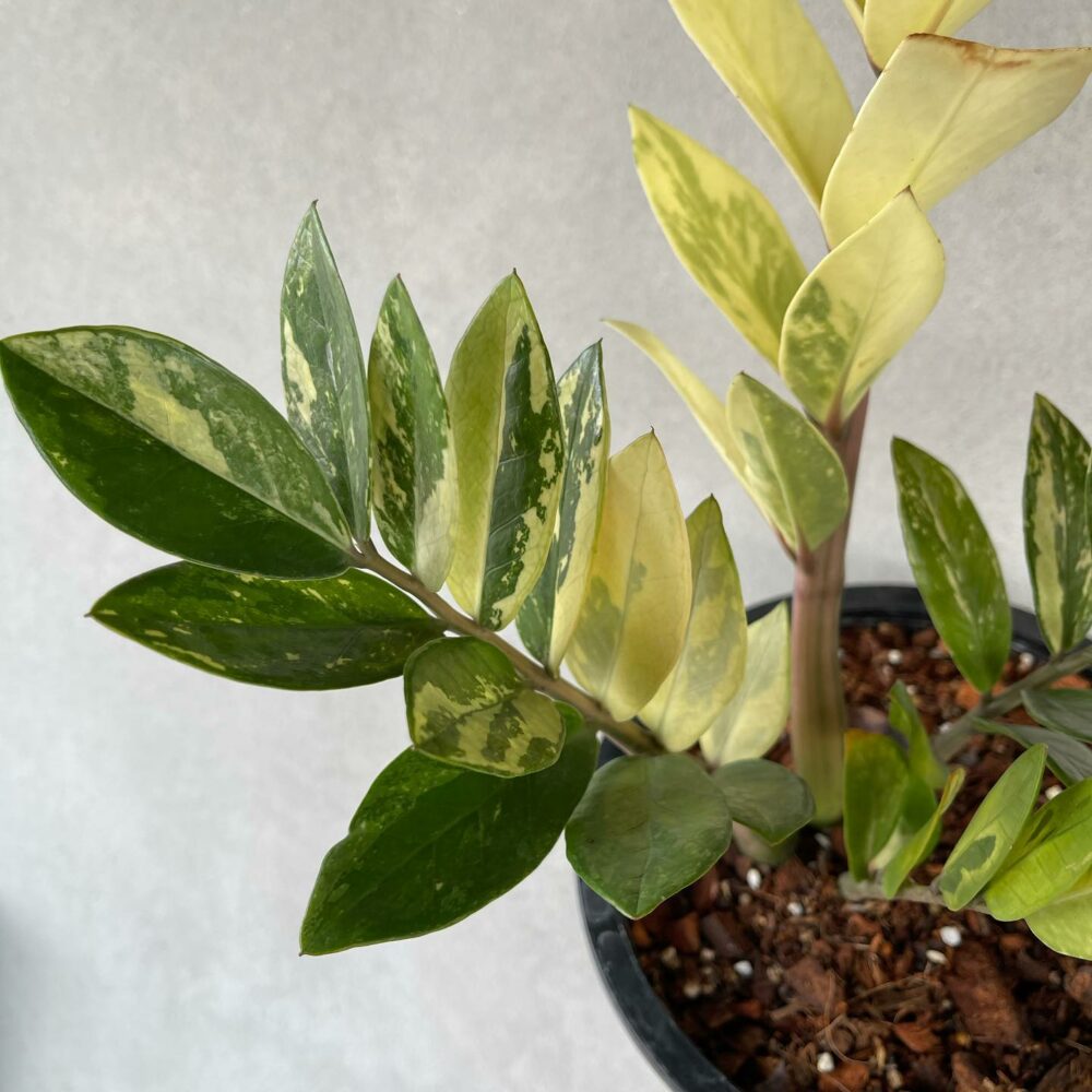 Zamioculcas zamiifolia Variegated