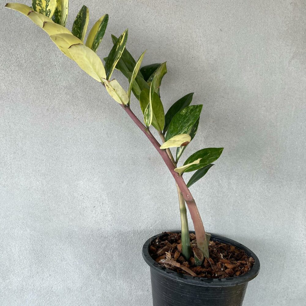 Zamioculcas zamiifolia Variegated