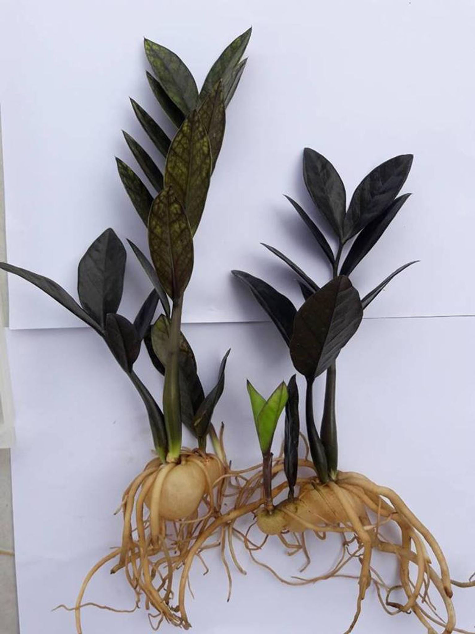 Zamioculcas zamiifolia black