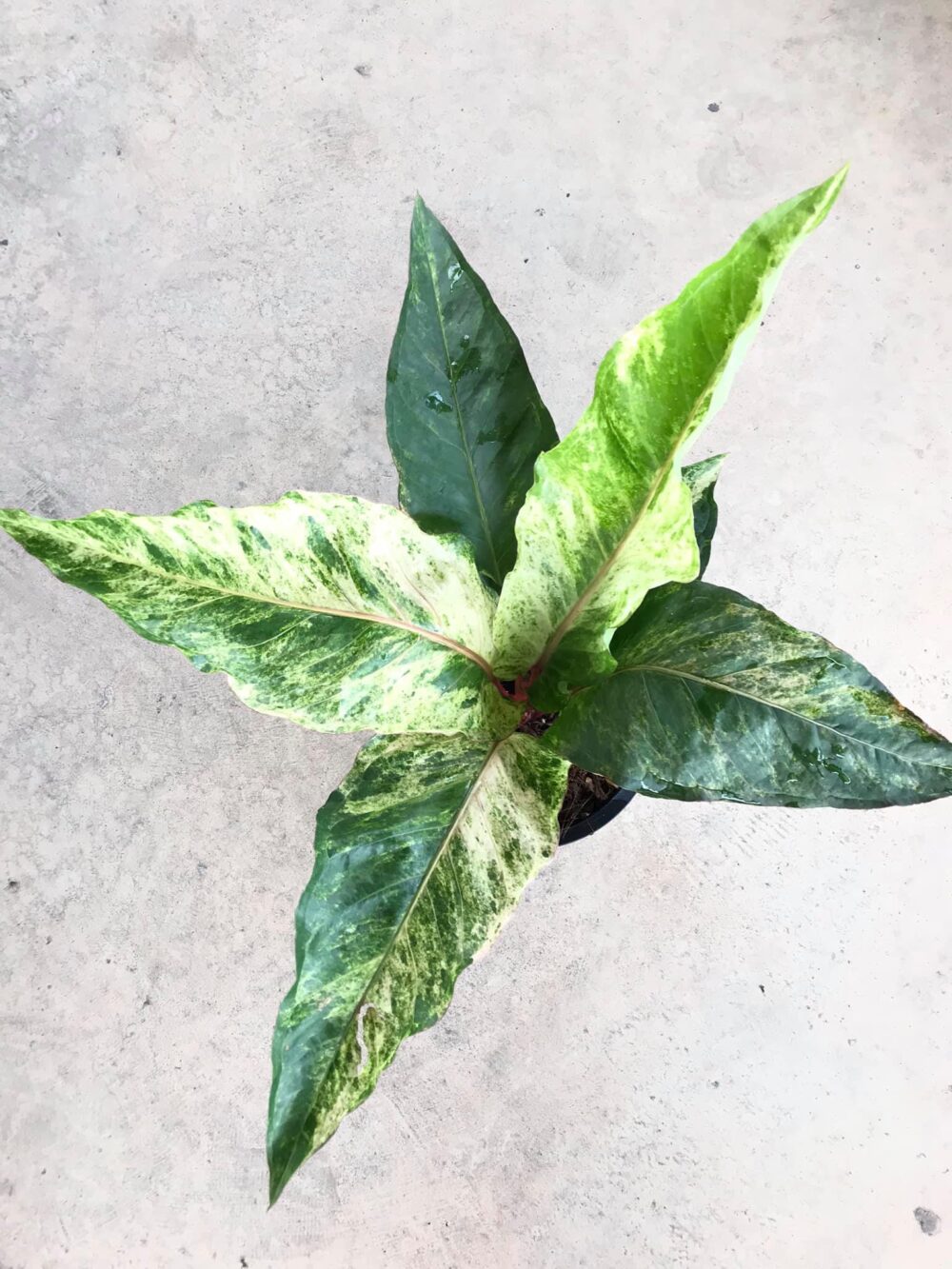 Anthurium renaissance variegated