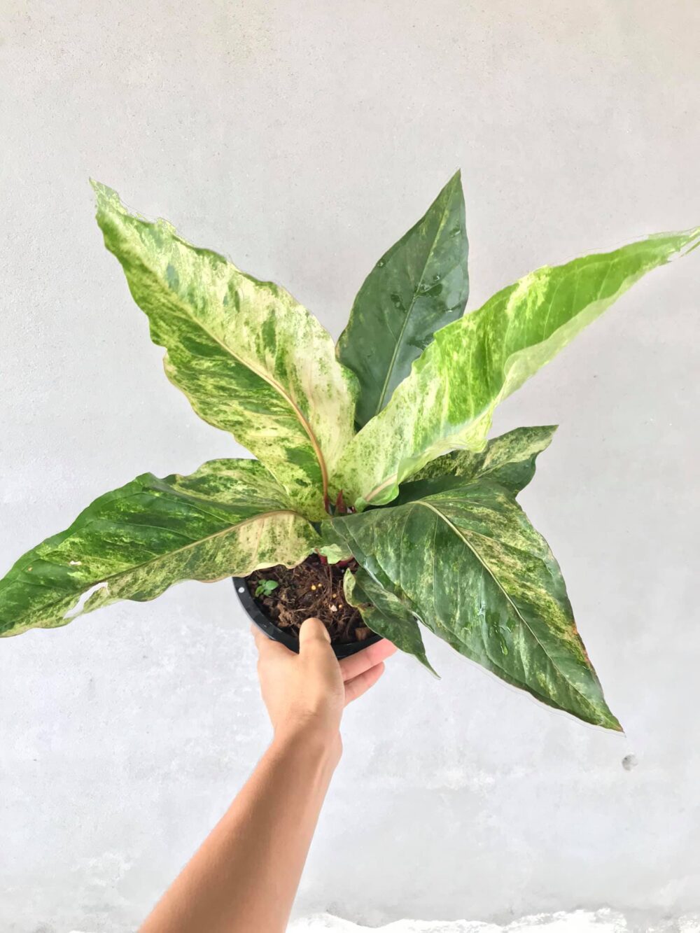 anthurium renaissance variegated