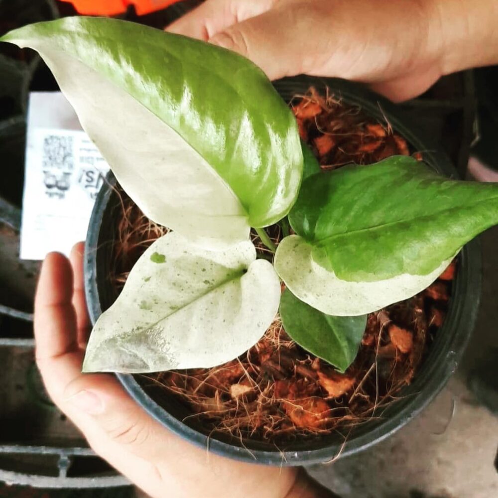 Anthurium renaissance variegated