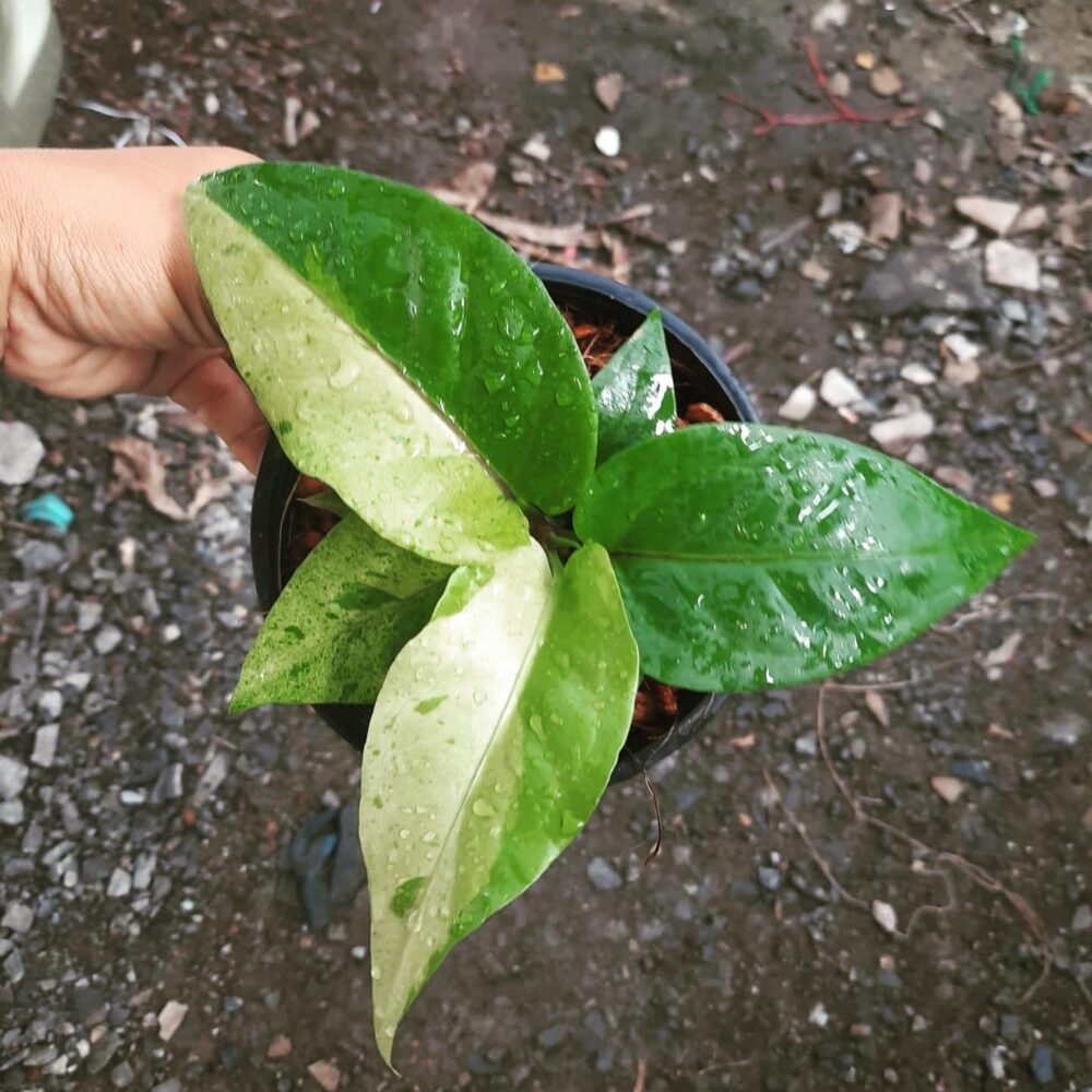 Anthurium renaissance variegated