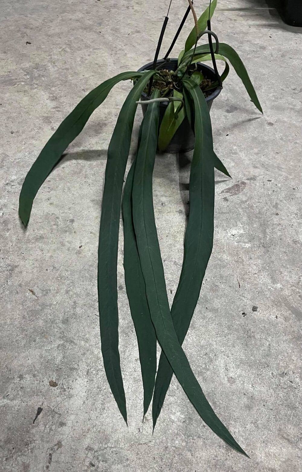 Anthurium vittarifolium