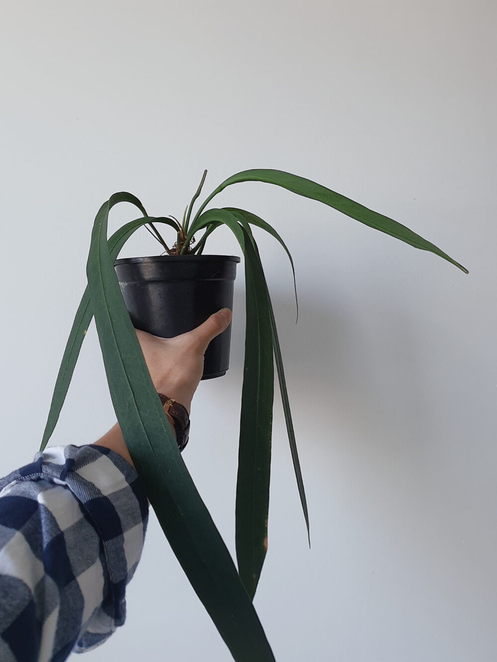 Anthurium vittarifolium