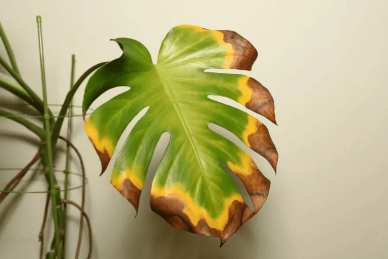 brown leaves on Swiss cheese plant