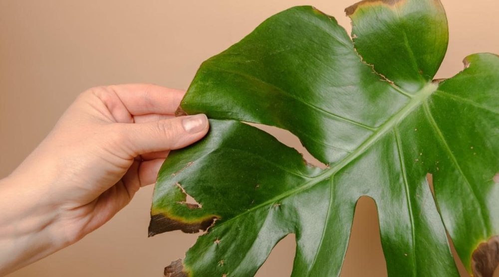 How to Care for Your Swiss Cheese Plant Tips for Trimming Brown Leaves