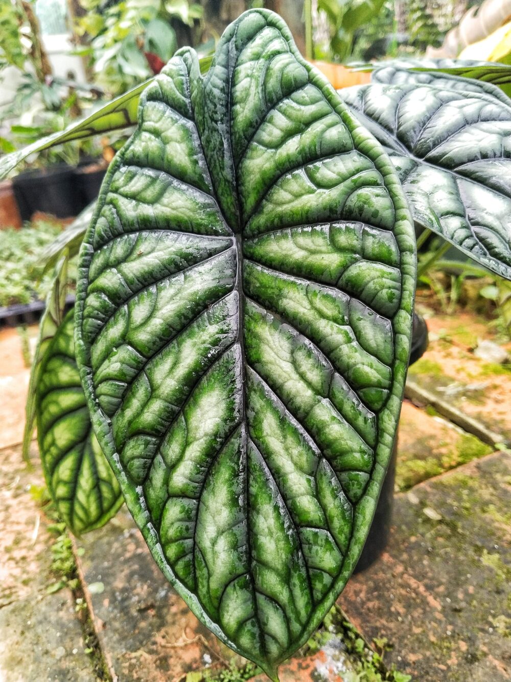 Alocasia Dragon Scale