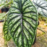 Alocasia Dragon Scale