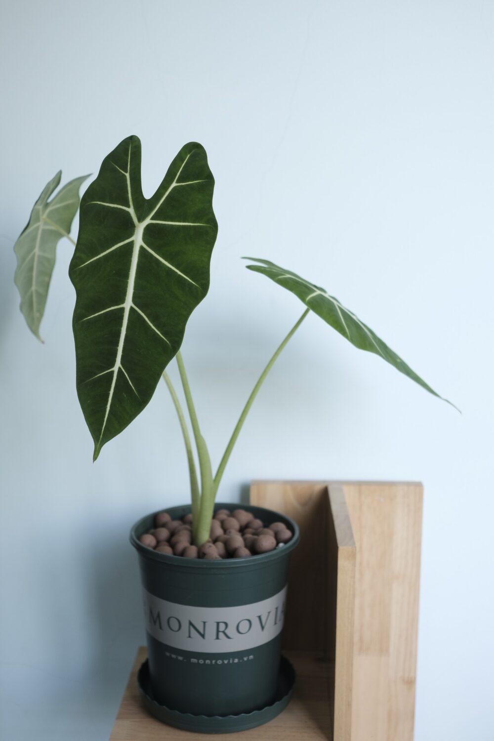 Alocasia Frydek