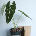 Alocasia Frydek