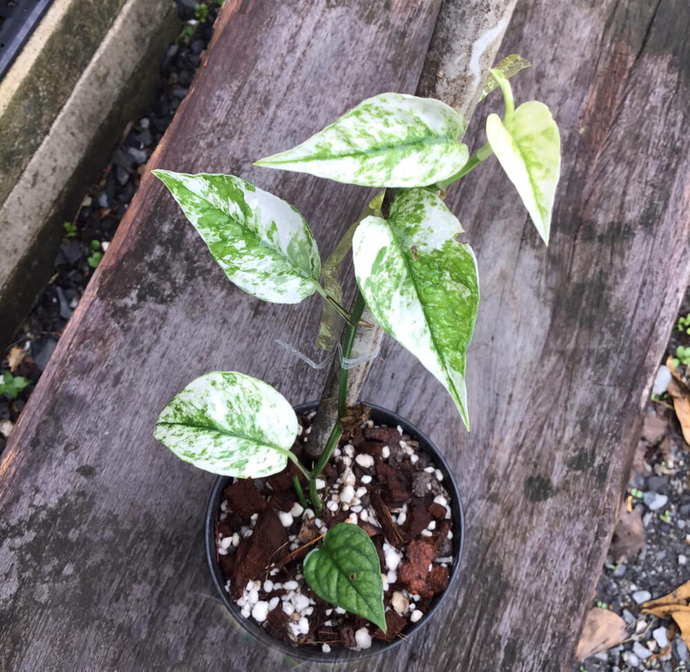 Epipremnum Cebu Blue variegated